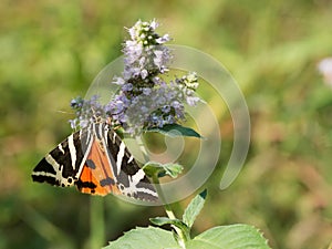 The Jersey tiger Euplagia quadripunctaria a day -flying moth of the family Erebidae