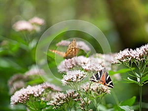 Jersey tiger Euplagia quadripunctaria day-flying moth photo