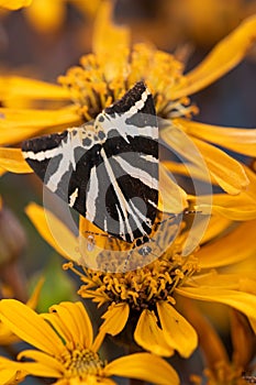 Jersey tiger (euplagia quadripunctaria) moth