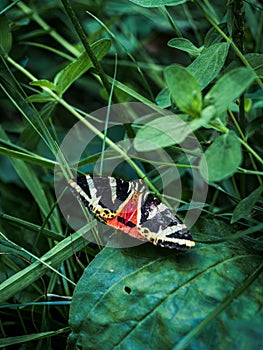 Jersey tiger moth butterfly in the grass