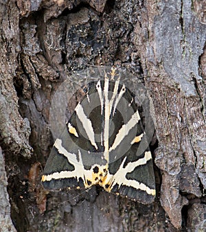 Jersey Tiger Moth - Euplagia quadripunctaria