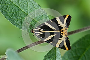 Jersey Tiger moth - Euplagia quadripunctaria