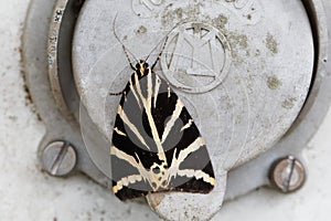 Jersey tiger moth, Euplagia quadripunctaria