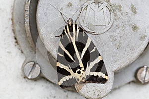 Jersey tiger moth, Euplagia quadripunctaria