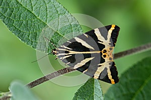 Jersey Tiger moth - Euplagia quadripunctaria photo
