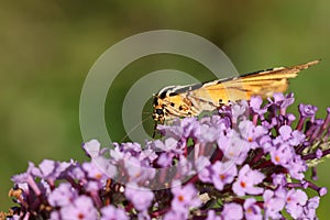 A pretty Jersey Tiger Moth, Euplagia quadripunctaria, feeding on a Buddleia flower. photo