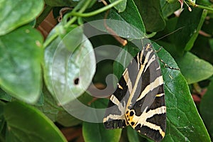 Jersey Tiger moth, (Euplagia quadripunctaria) resting on Clematis leaf.