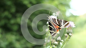 Jersey tiger moth Euplagia quadripunctaria on thistle