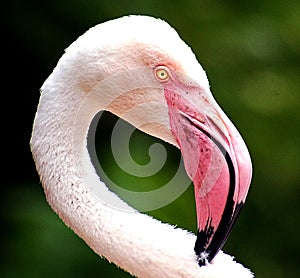 Jersey Zoo - Greater Flamingo preening neck