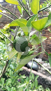 Jeruk sambal refers to a traditional Indonesian condiment made with citrus fruit