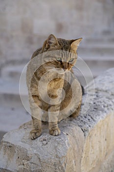 A Jerusalem Alley Cat