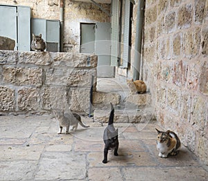 Jerusalem Alley Cats