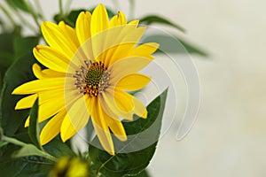 The Jerusalem artichoke, also called sunroot, sunchoke, wild sunflower, topinambur, or earth apple flower