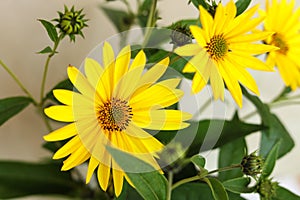 The Jerusalem artichoke, also called sunroot, sunchoke, wild sunflower, topinambur, or earth apple flower