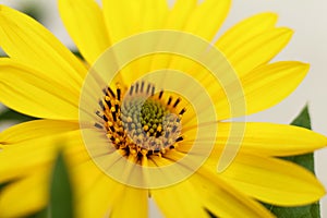 The Jerusalem artichoke, also called sunroot, sunchoke, wild sunflower, topinambur, or earth apple flower