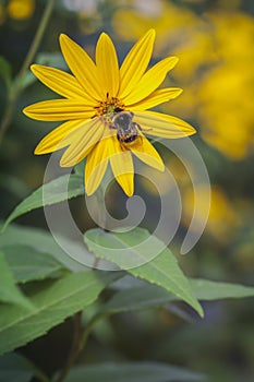 Jerusalem artichoke - bumblebee