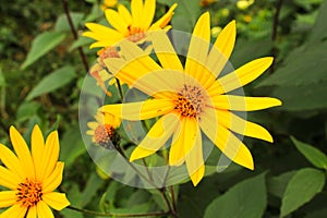 Jerusalem artichoke. Floral background made of blooming yellow flower. Macro view .Summer beautiful flowers.  Springtime and summe