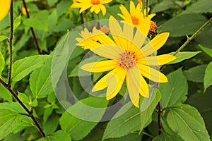 Jerusalem artichoke. Floral background made of blooming yellow flower. Macro view .Summer beautiful flowers.  Springtime and summe