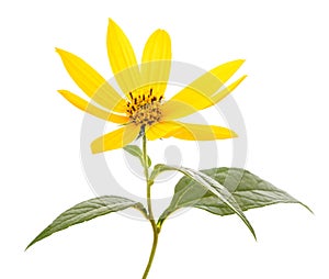 Jerusalem artichoke flower