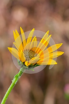 Jerusalem artichoke flower