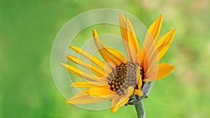 Jerusalem artichoke flower