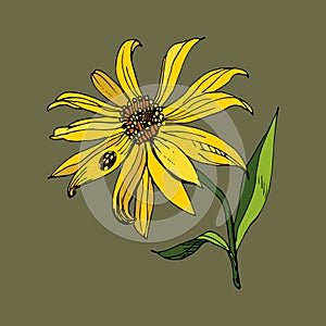 Jerusalem artichoke flower, closeup. Outline vector illustration of a yellow flower of a sunflower kind. A black ladybug with