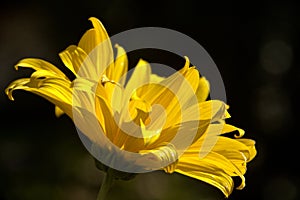 Jerusalem Artichoke flowering in Swiss cottage garden in strong sunlight photo