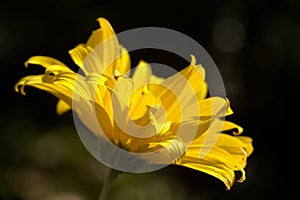 Jerusalem Artichoke flowering in Swiss cottage garden in strong sunlight photo