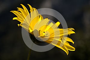 Jerusalem Artichoke flowering in Swiss cottage garden in strong sunlight photo