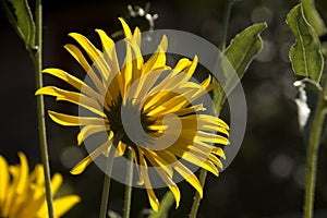 Jerusalem Artichoke flowering in Swiss cottage garden in strong sunlight photo