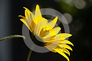 Jerusalem Artichoke flowering in Swiss cottage garden in strong sunlight photo