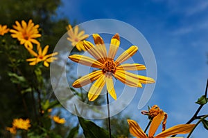 Jerusalem Artichoke Flowers