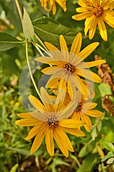 Jerusalem artichoke flowers