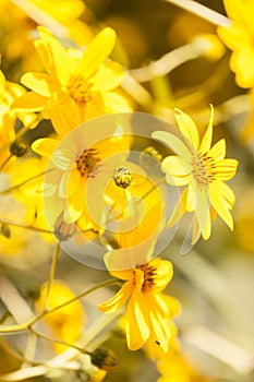 Jerusalem artichoke flowers