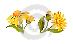 Jerusalem artichoke flowers. Beautiful blooming flowers of sunroot, sunchoke or topinambour cartoon vector illustration