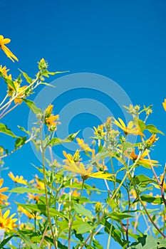 Jerusalem Artichoke Flowers on Blue Sky Background