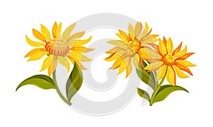 Jerusalem artichoke flowers set. Sunroot, sunchoke or topinambour blooming plant cartoon vector illustration