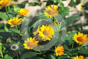 Jerusalem artichoke or girasol Helianthus tuberosus