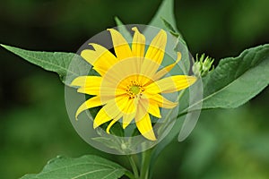 Jerusalem artichoke or girasol (Helianthus tuberosus)