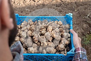 Jerusalem artichoke harvest in the hands of a farmer in a storage box. Autumn organic vegetable plants with roots in