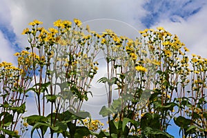 The Jerusalem artichoke (Helianthus tuberosus),