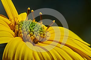 Jerusalem artichoke (Helianthus tuberosus), also called sunroot, sunchoke or earth apple close-up.