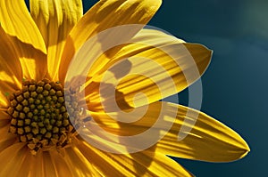 Jerusalem artichoke (Helianthus tuberosus), also called sunroot , wild sunflower, topinambur, or earth apple close-up.