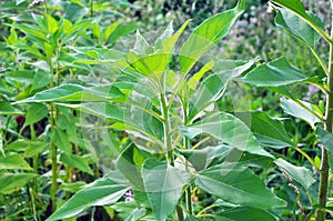 Jerusalem artichoke Helianthus tuberosus grows in nature photo