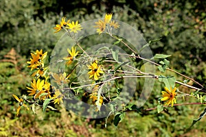 Jerusalem artichoke or Helianthus tuberosus perennial sunflower plant with bright yellow open flowers and dark green leaves