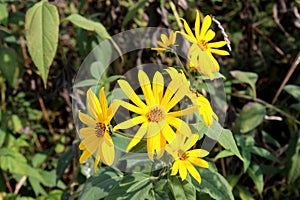 Jerusalem artichoke or Helianthus tuberosus plant with multiple bright yellow fully open blooming flowers surrounded with dark