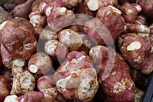 The Jerusalem artichoke Helianthus tuberosus a root vegetable, also called sunroot, sunchoke, earth apple or topinambour, found