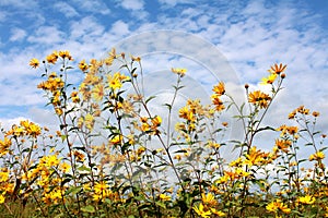 Jerusalem artichoke or Helianthus tuberosus sunflower plants with multiple bright yellow fully open blooming flowers pointing