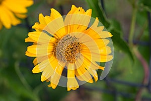 Jerusalem artichoke, Helianthus tuberosus, sunroot, sunchoke, earth apple yellow flowers