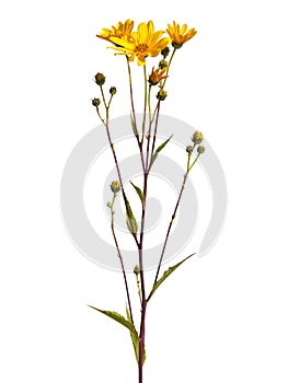 Jerusalem artichoke plant with yellow flowers isolated on white, Helianthus tuberosus